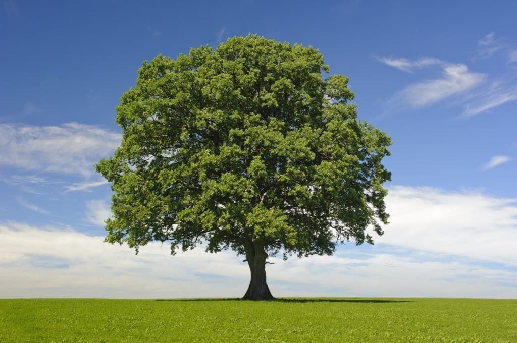 Big green tree under a blue sky